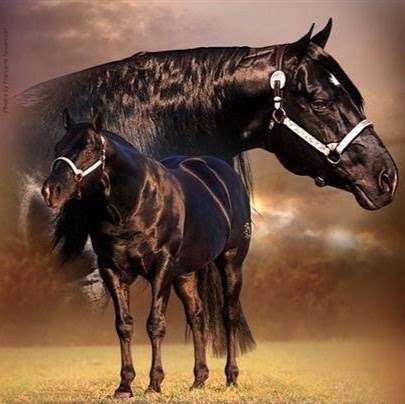 Photo: Crownk Quarter Horse Stud Photo: Crownk Quarter Horse Stud
